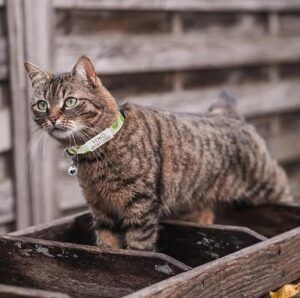 Cat Collar with name personalized cat collar