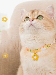 Fashion Cat Collar