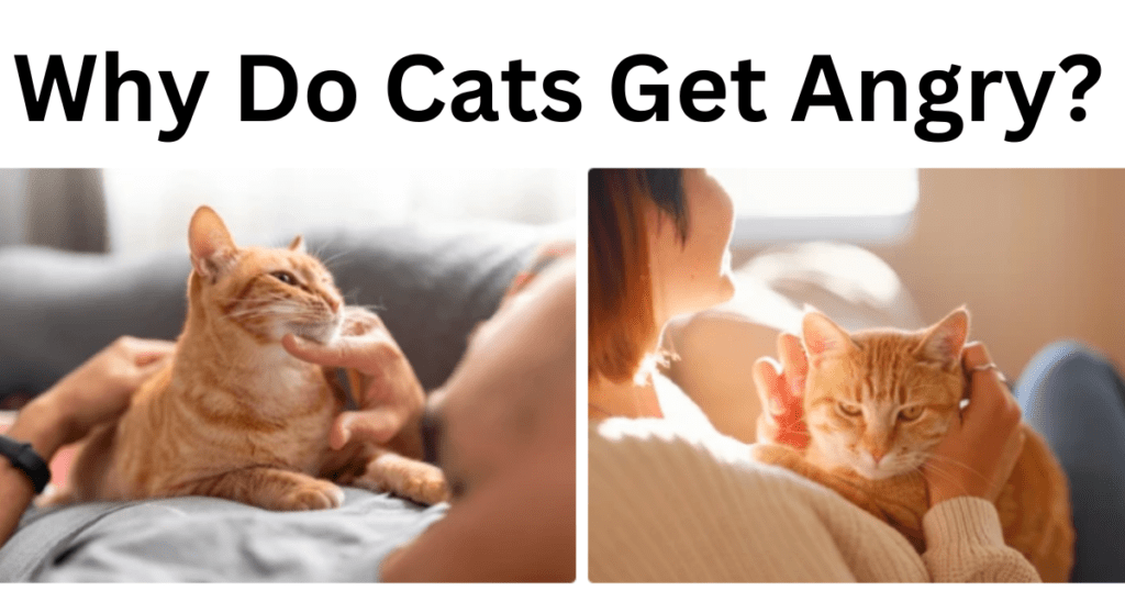 why do cats get angry?